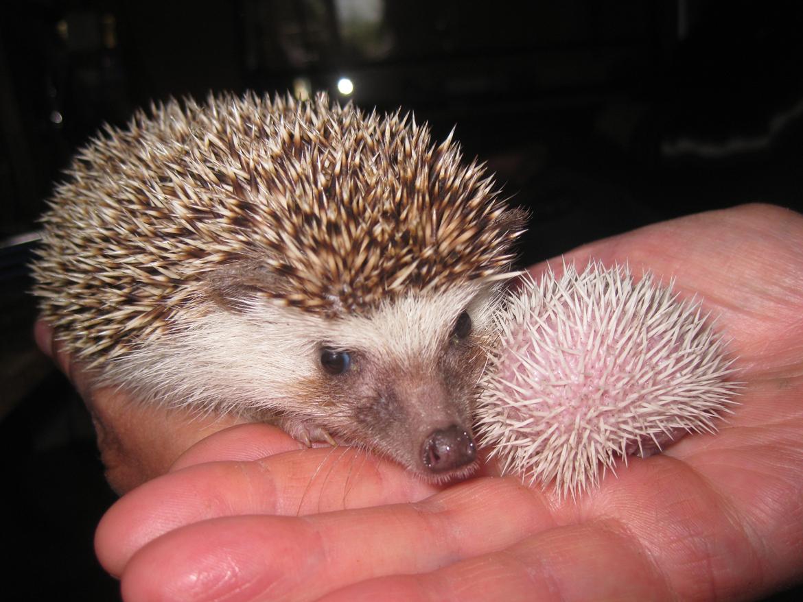 Pindsvin Tornerose billede 11