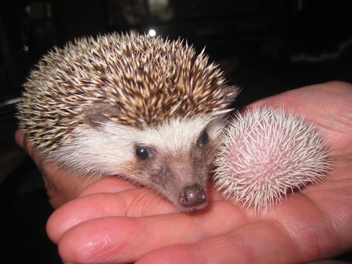 Pindsvin Tornerose billede 12