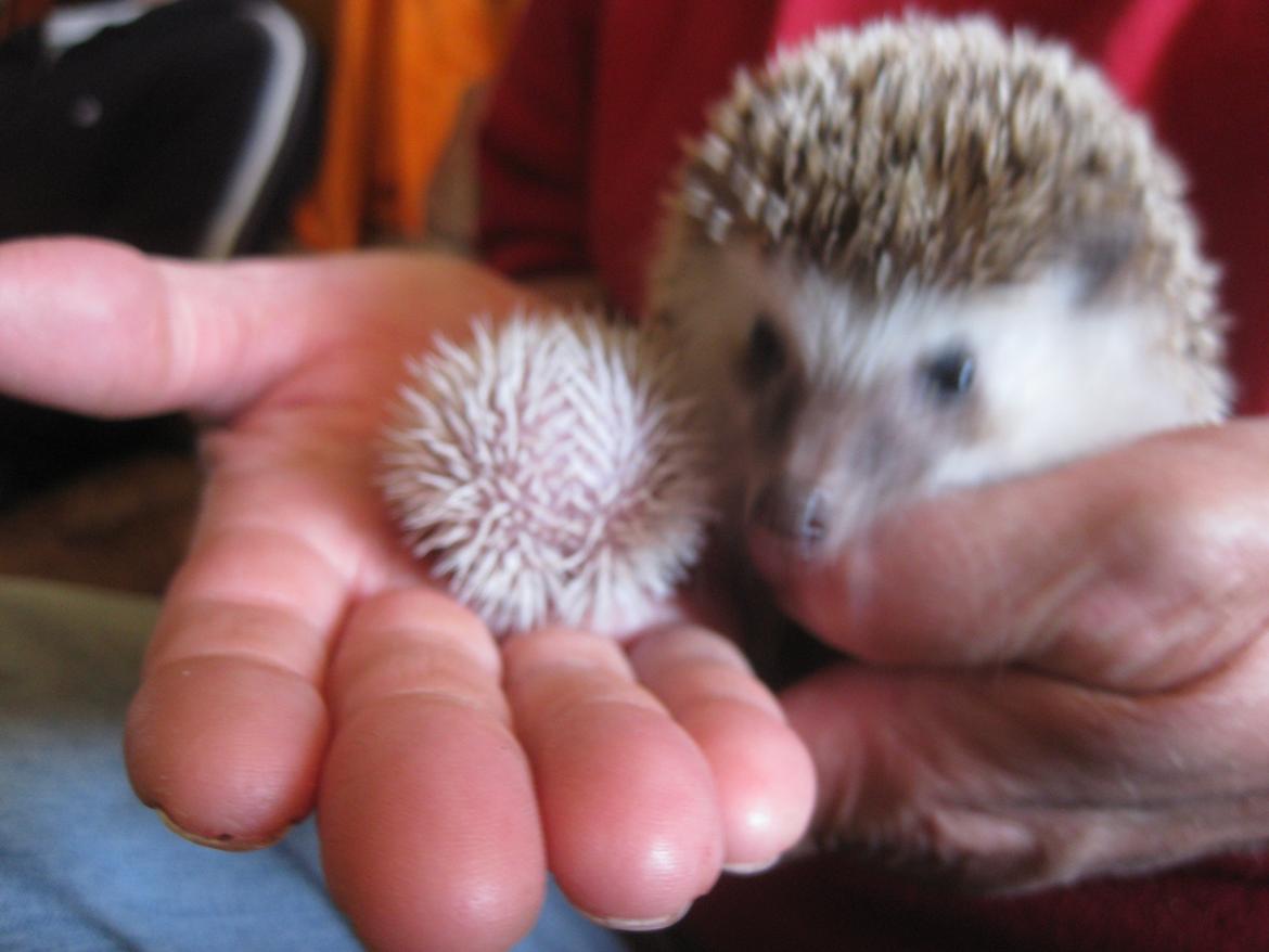 Pindsvin Tornerose billede 13