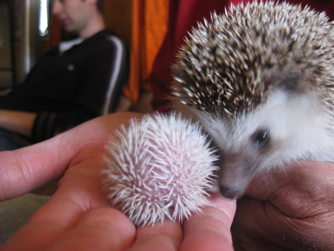 Pindsvin Tornerose billede 14