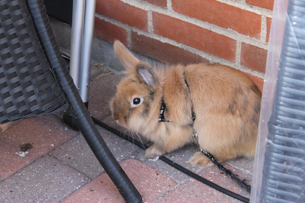 Kanin Zimba - I haven 9.8.2012.
Foto: Mig :D billede 8