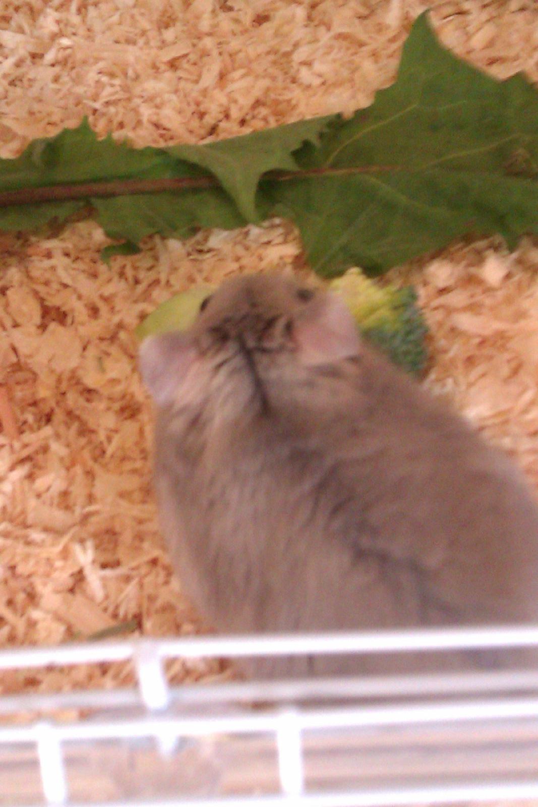 Dværghamster Minnie billede 16