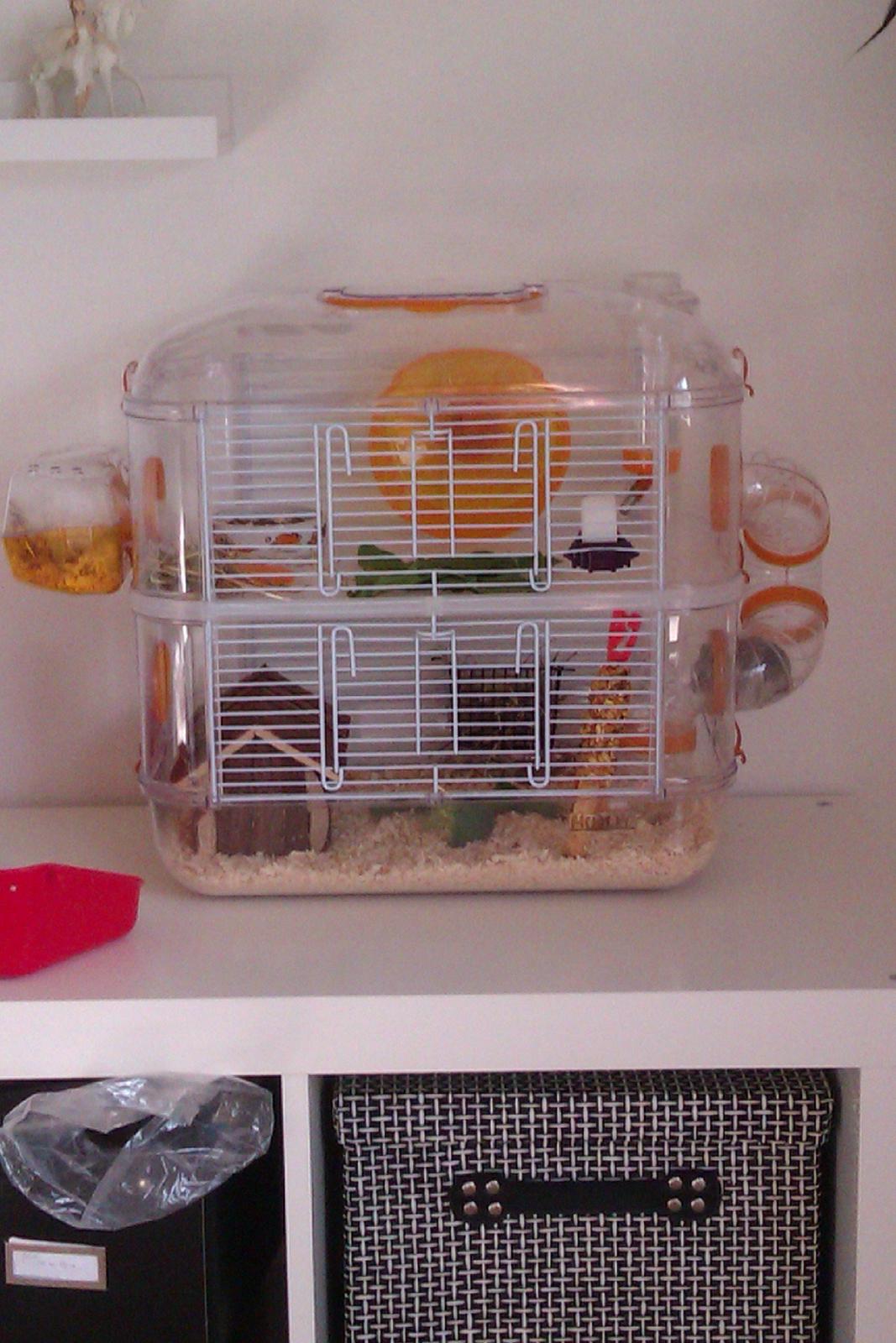 Dværghamster Minnie billede 17