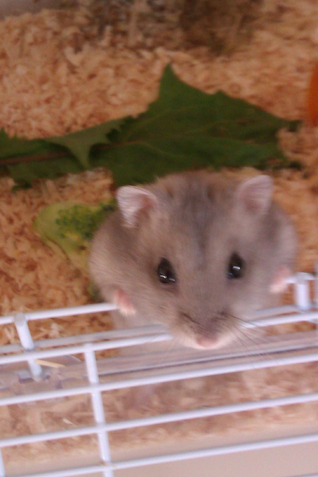 Dværghamster Minnie billede 6