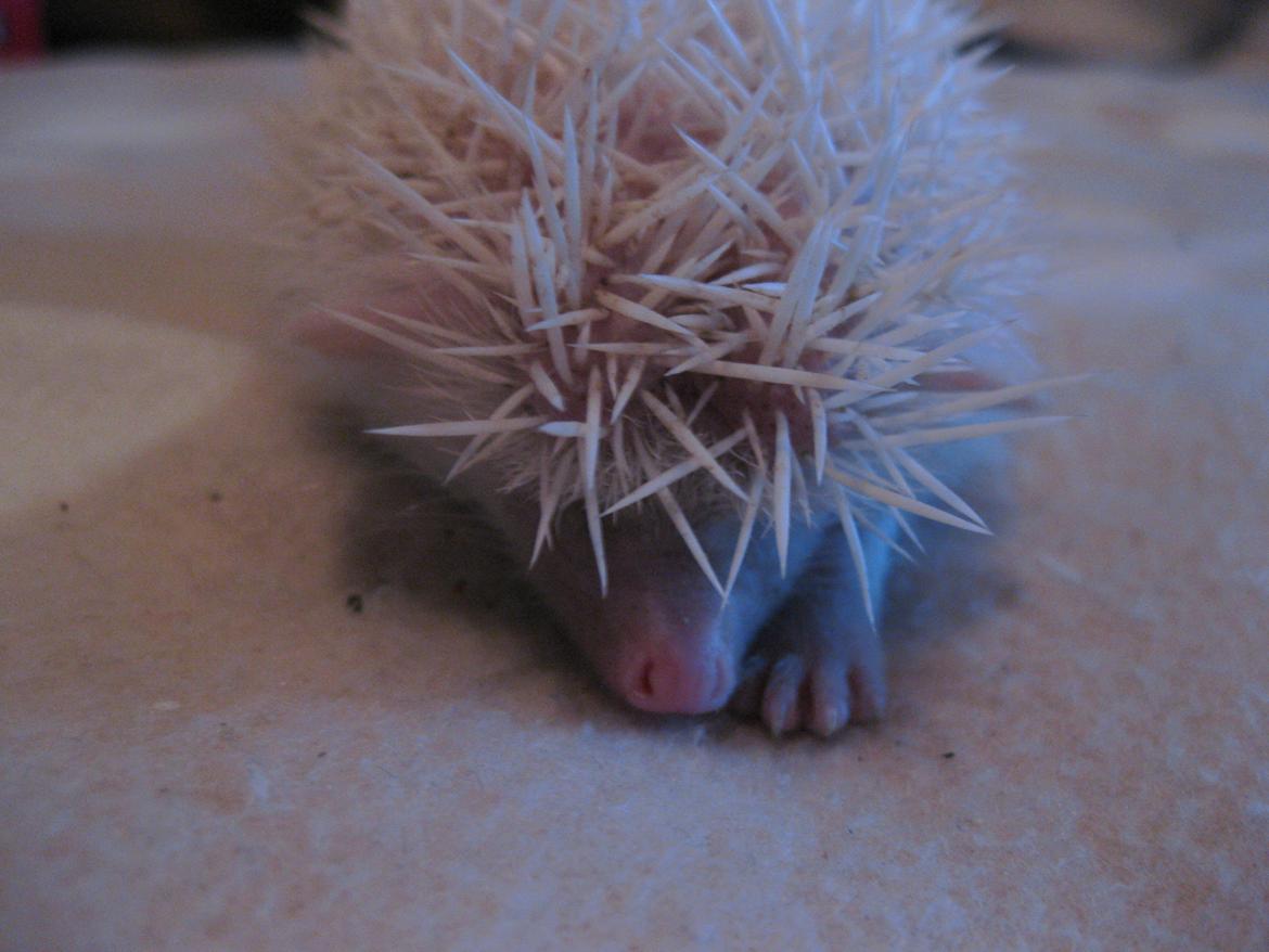 Pindsvin Sabbil's Snowflake billede 1