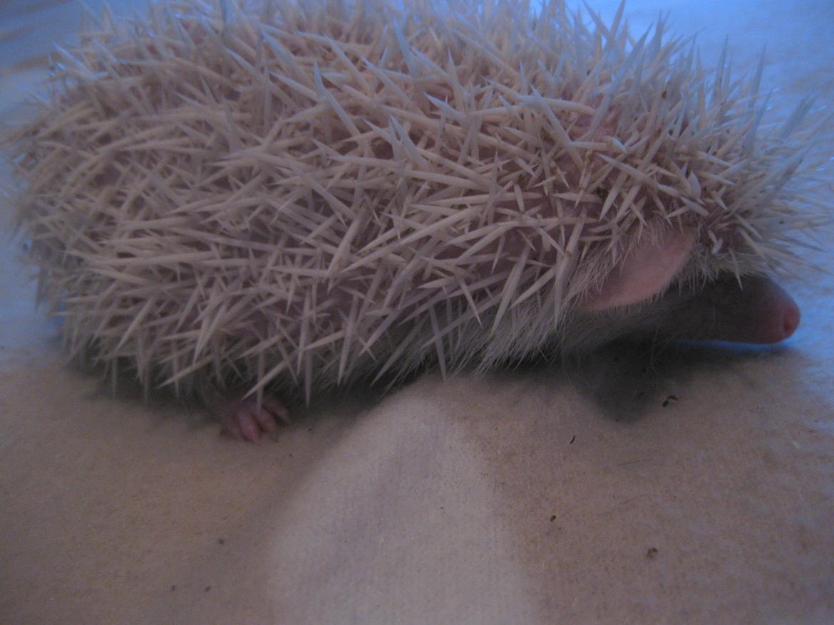 Pindsvin Sabbil's Snowflake billede 2