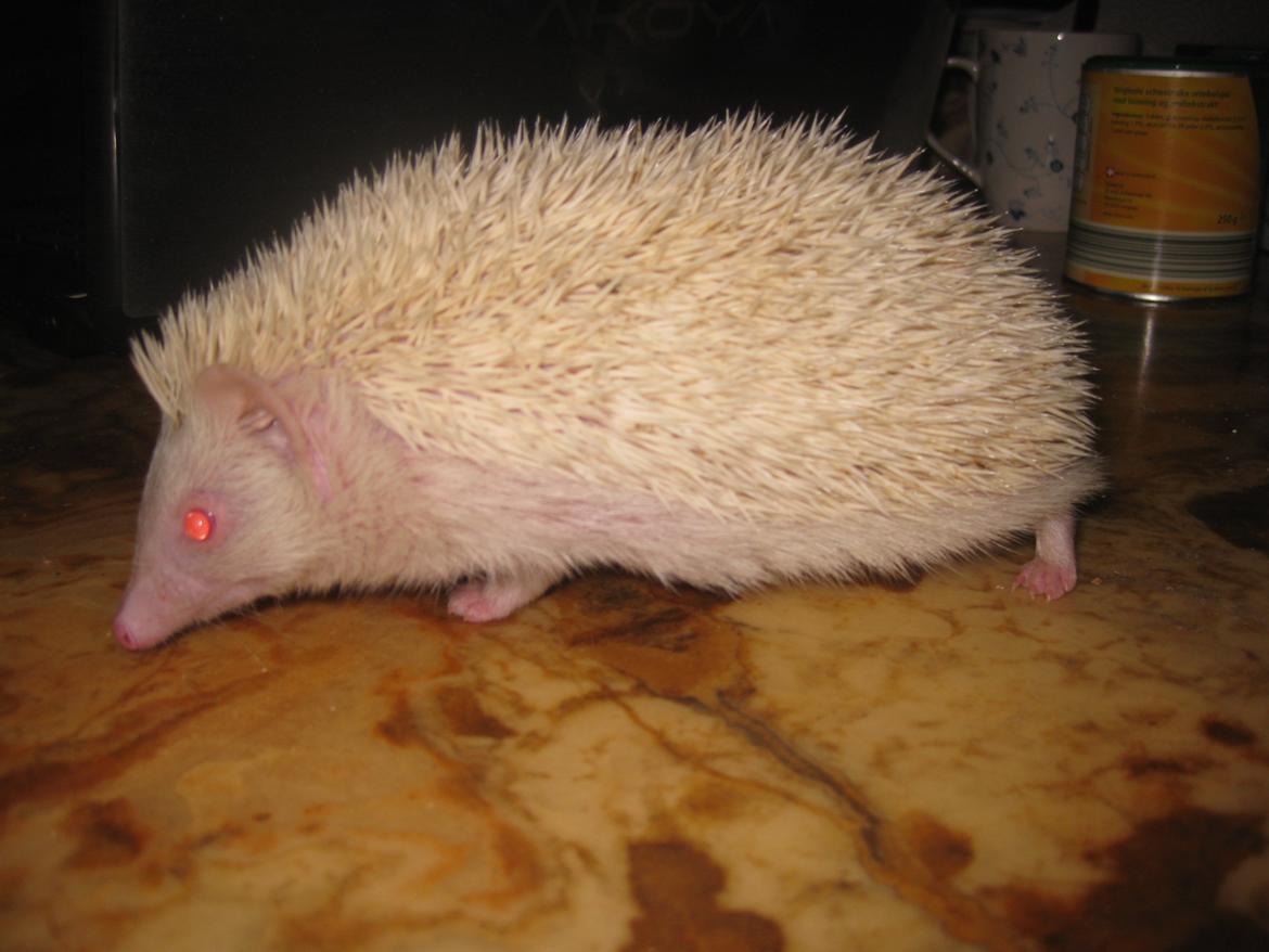 Pindsvin Sabbil's Snowflake billede 3