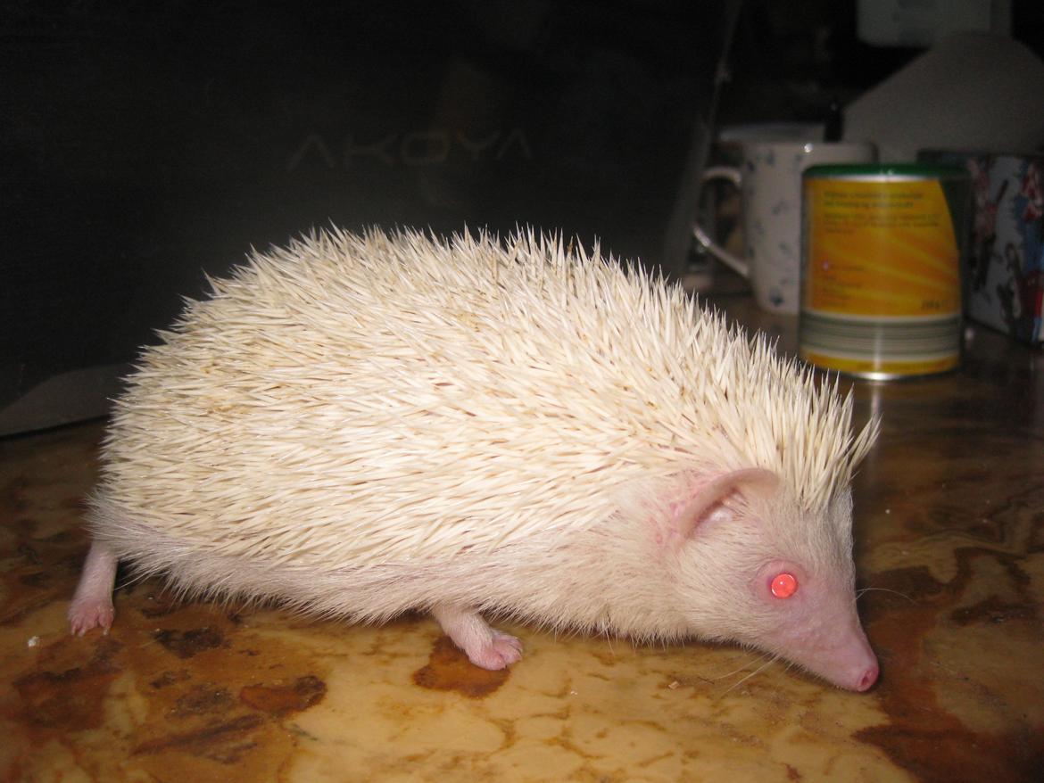 Pindsvin Sabbil's Snowflake billede 4