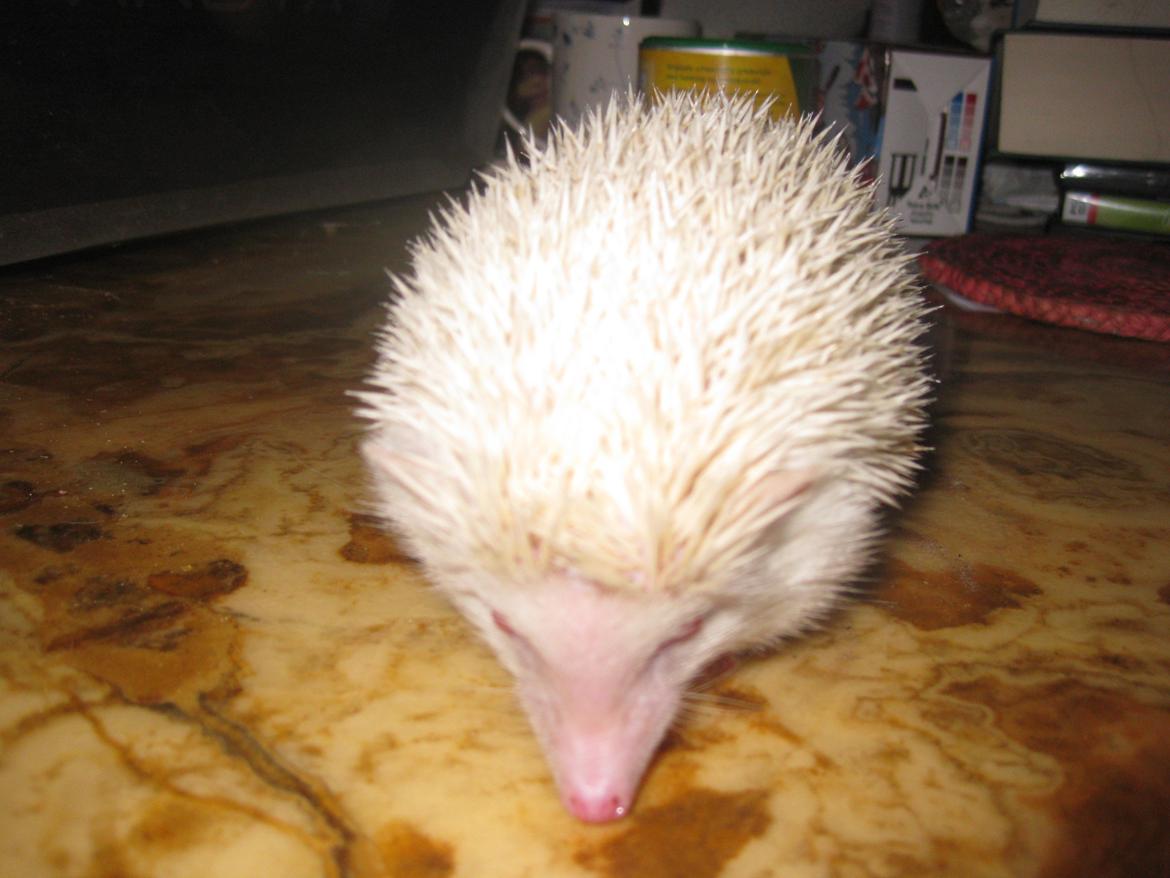 Pindsvin Sabbil's Snowflake billede 5