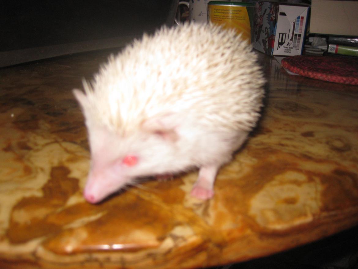 Pindsvin Sabbil's Snowflake billede 6