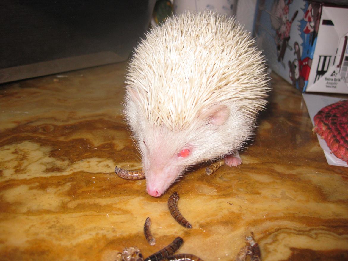 Pindsvin Sabbil's Snowflake billede 7