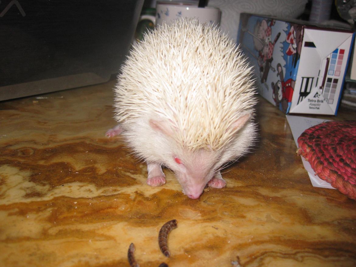 Pindsvin Sabbil's Snowflake billede 8