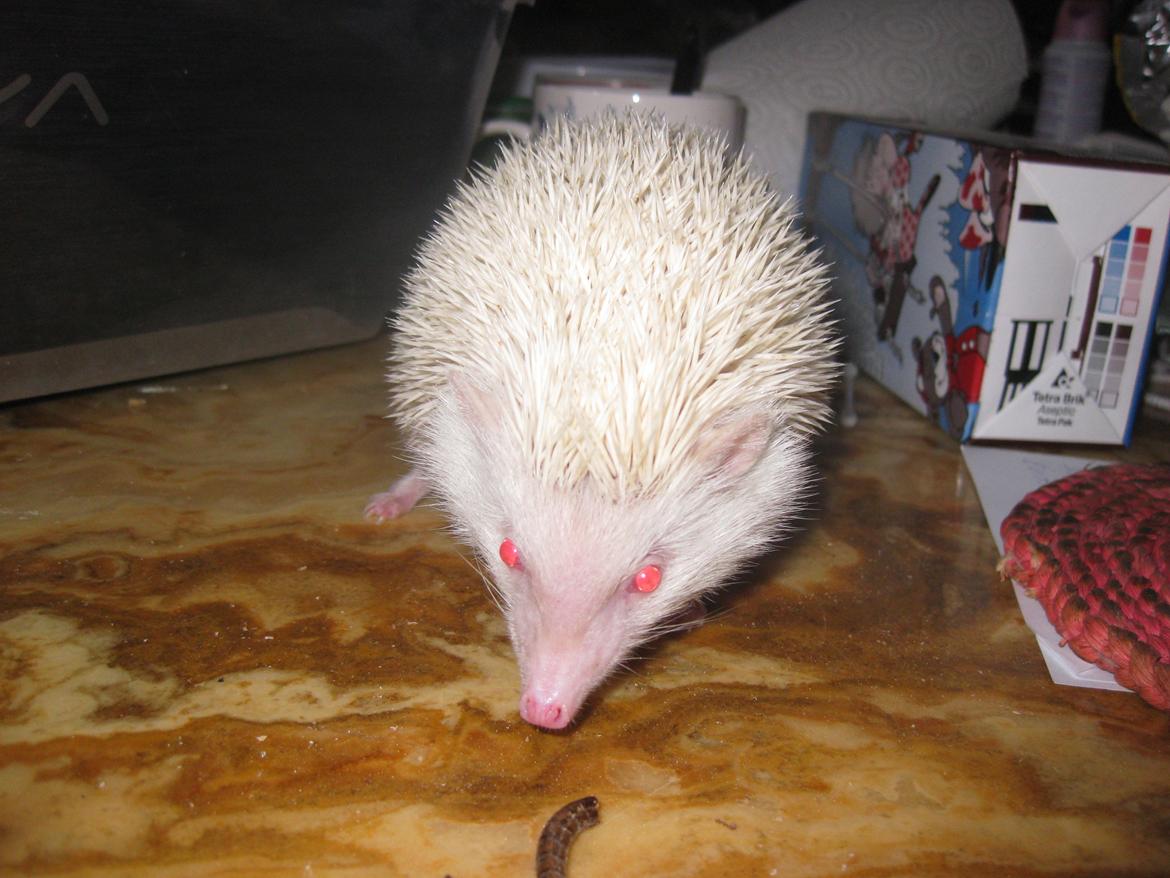 Pindsvin Sabbil's Snowflake billede 9