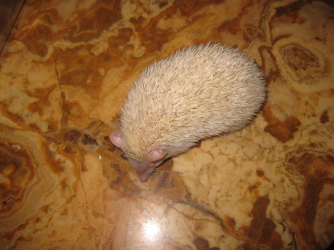 Pindsvin Sabbil's Snowflake billede 10