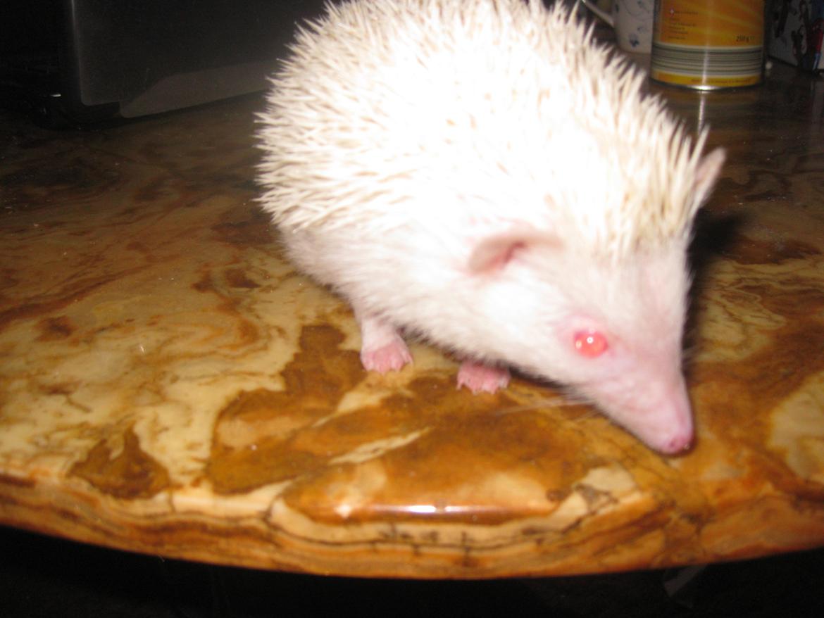 Pindsvin Sabbil's Snowflake billede 11