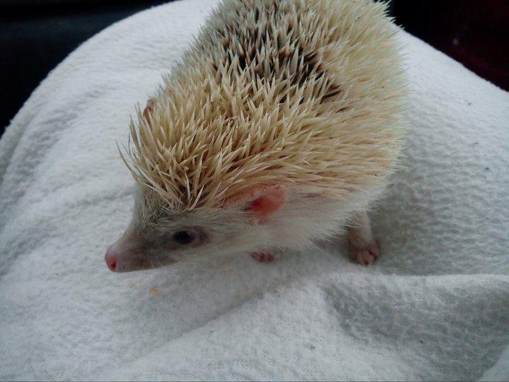 Pindsvin Spirit billede 1