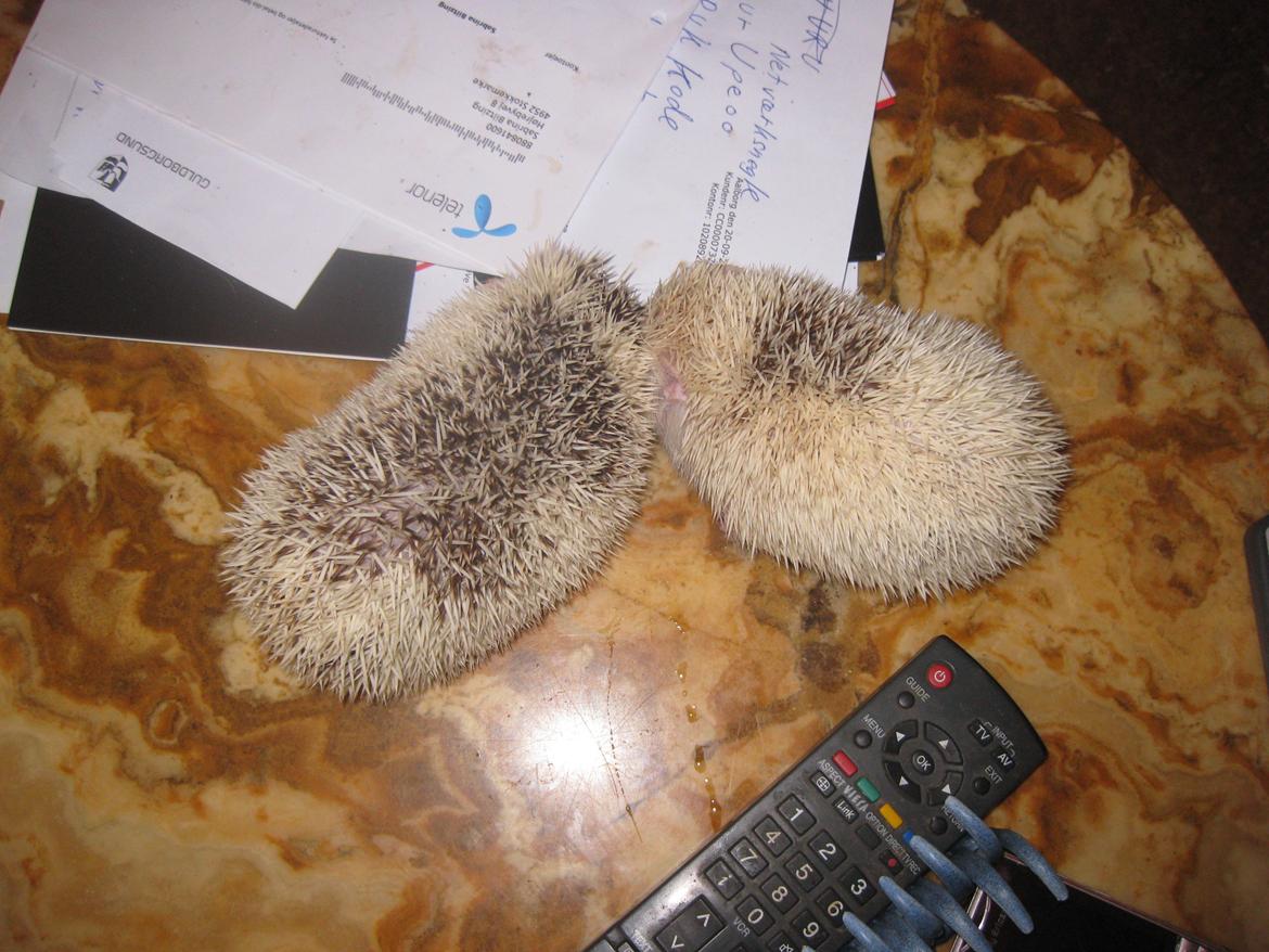 Pindsvin Spirit billede 2