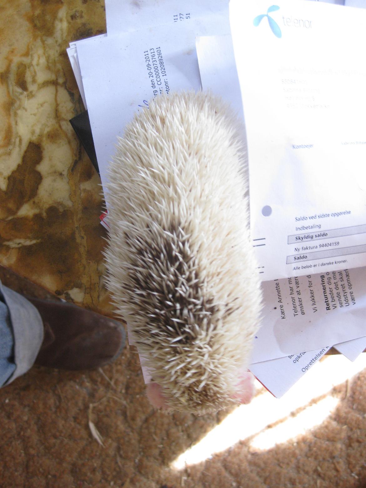 Pindsvin Spirit billede 3