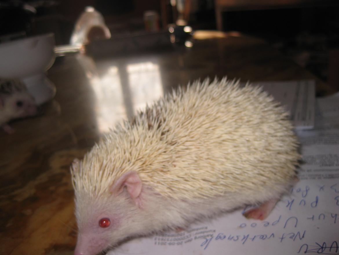 Pindsvin Spirit billede 4