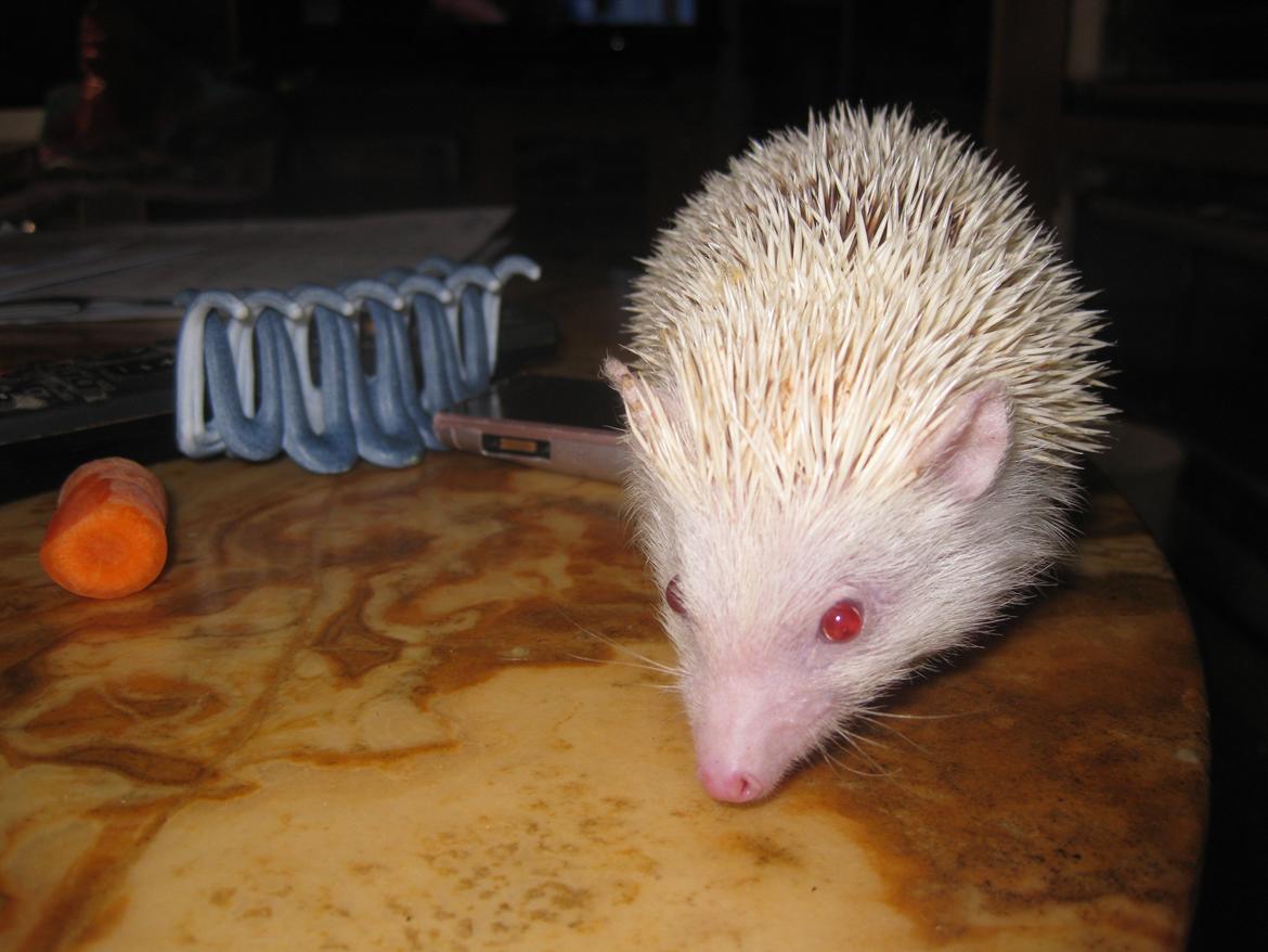 Pindsvin Spirit billede 5