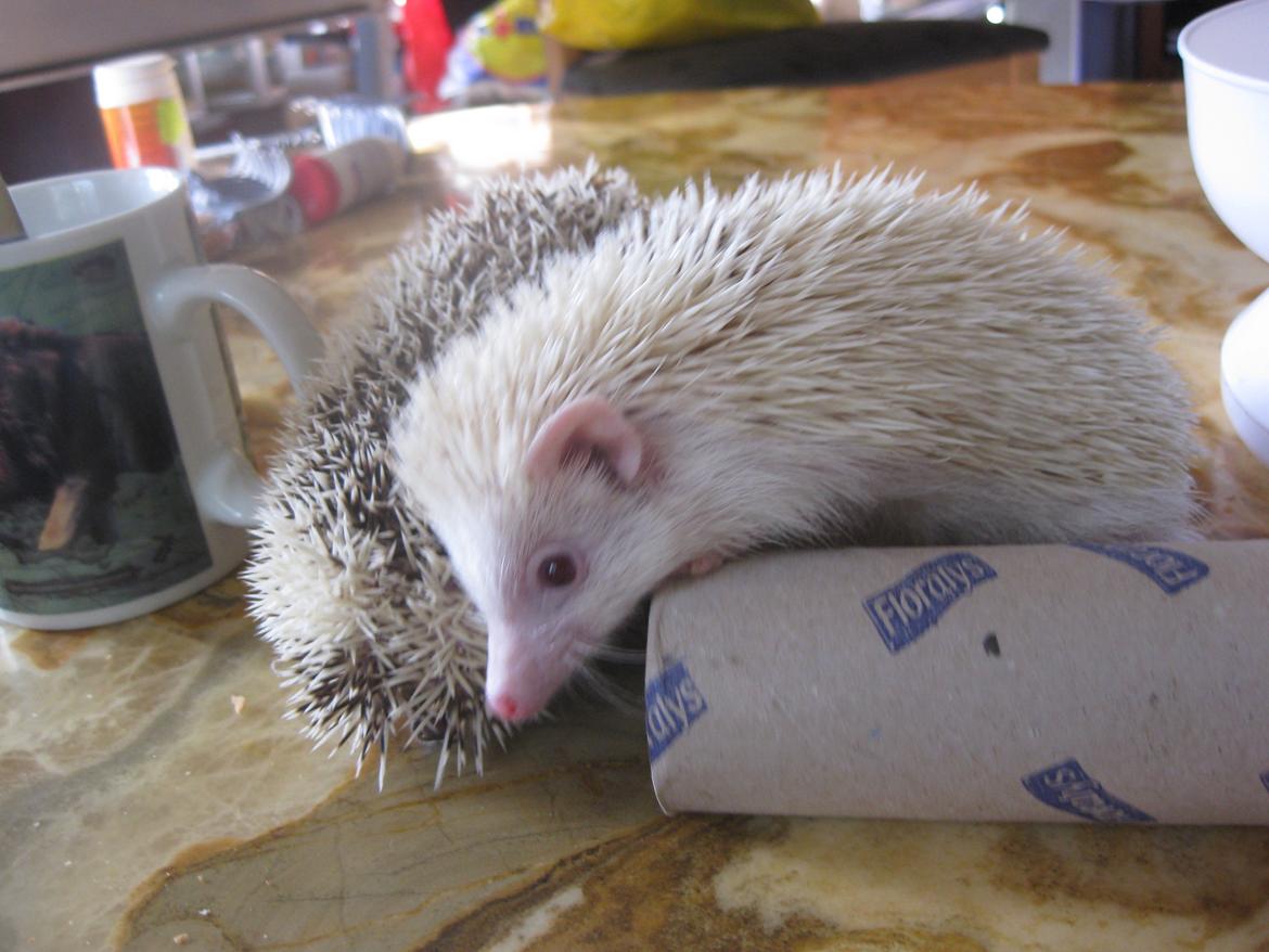 Pindsvin Spirit billede 6