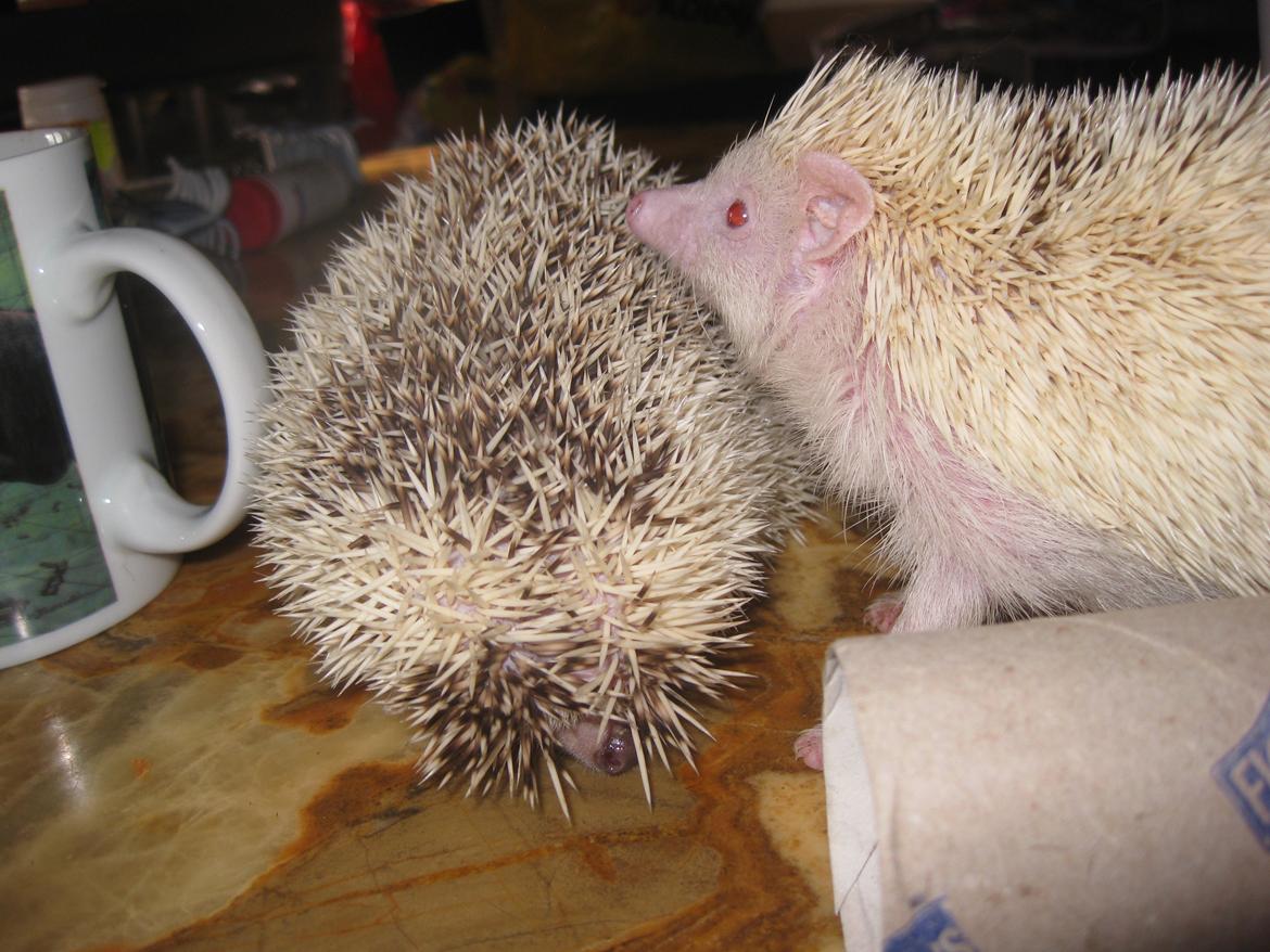 Pindsvin Spirit billede 7