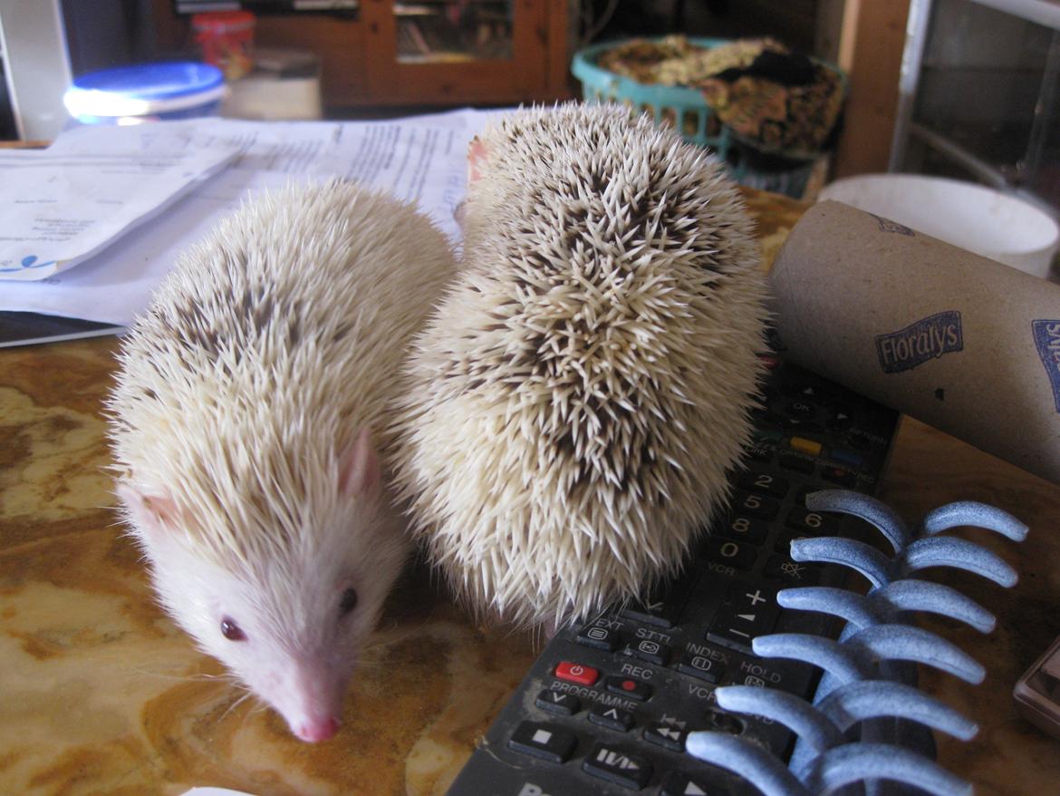 Pindsvin Spirit billede 8