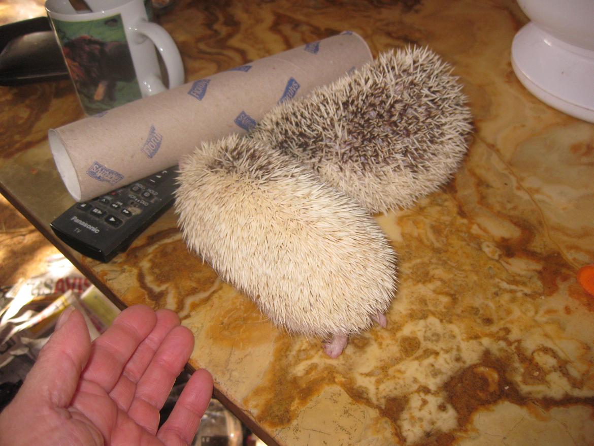 Pindsvin Spirit billede 9