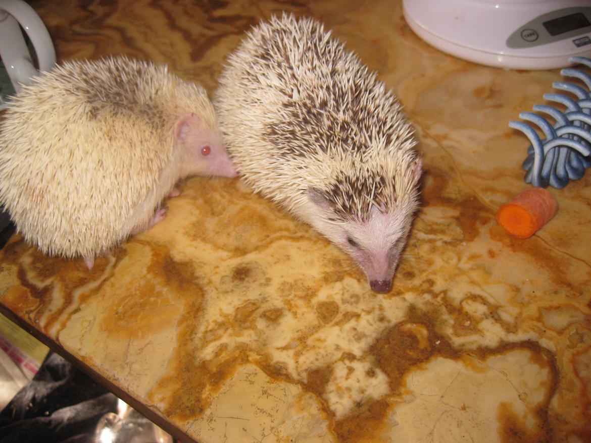 Pindsvin Spirit billede 10