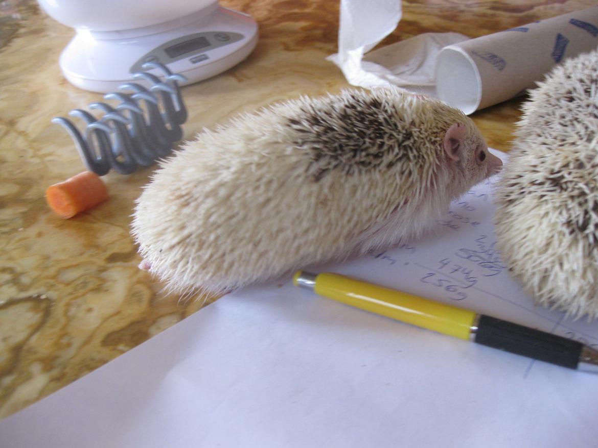 Pindsvin Spirit billede 11