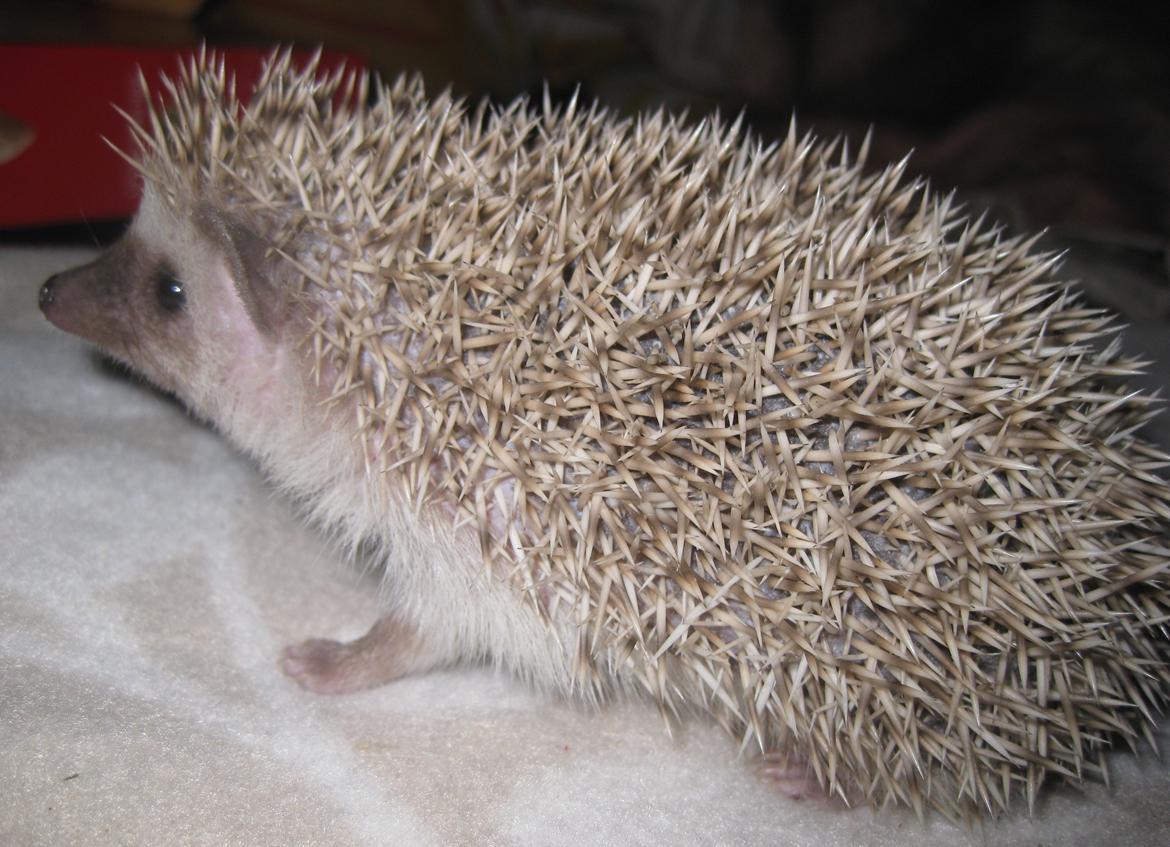 Pindsvin Sabbil's Aragorn billede 1