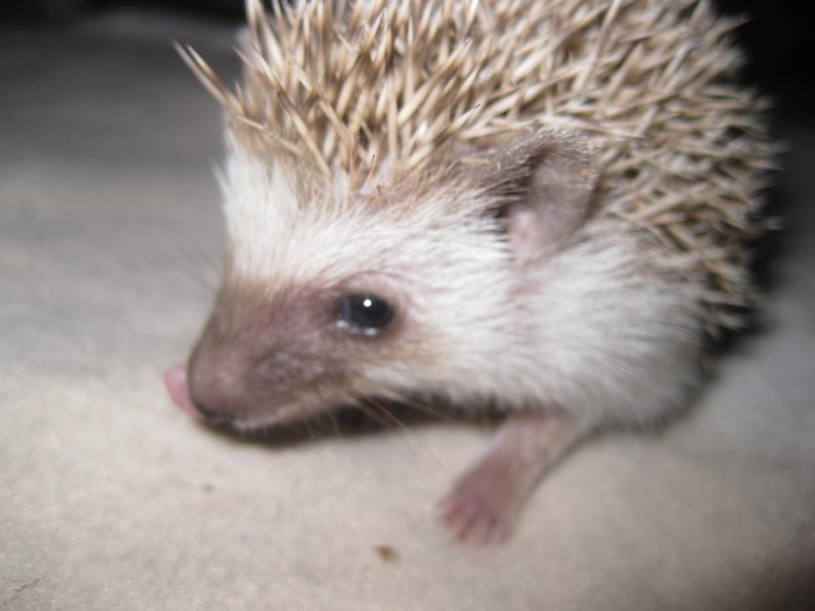 Pindsvin Sabbil's Aragorn billede 2