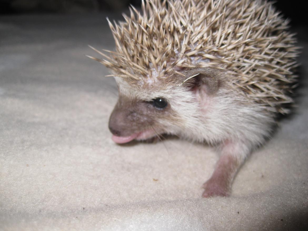 Pindsvin Sabbil's Aragorn billede 3