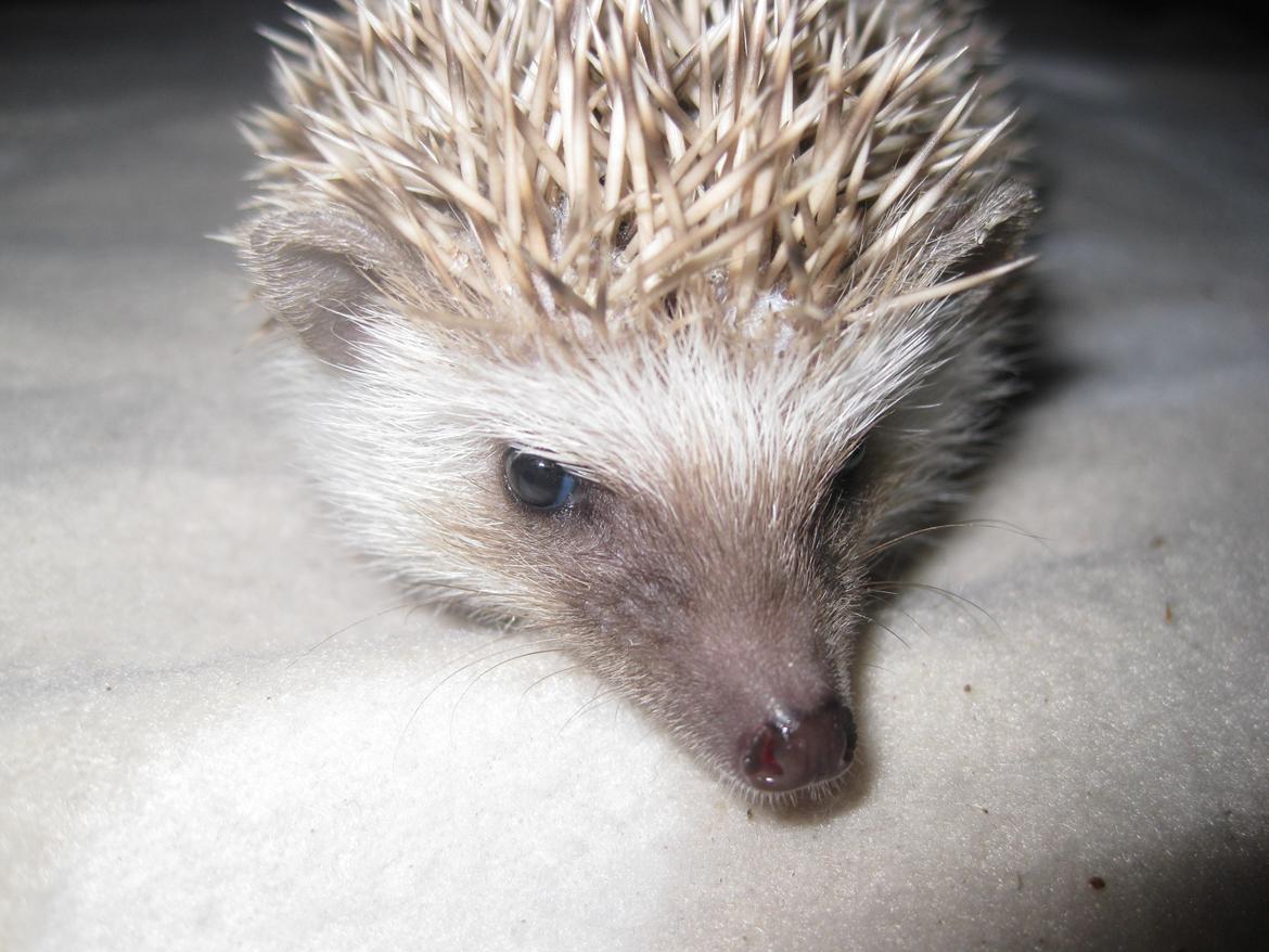 Pindsvin Sabbil's Aragorn billede 4