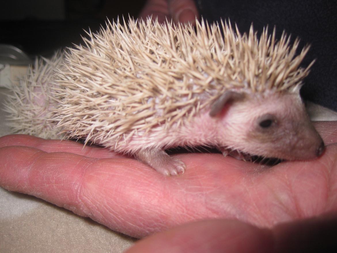 Pindsvin Sabbil's Aragorn billede 5