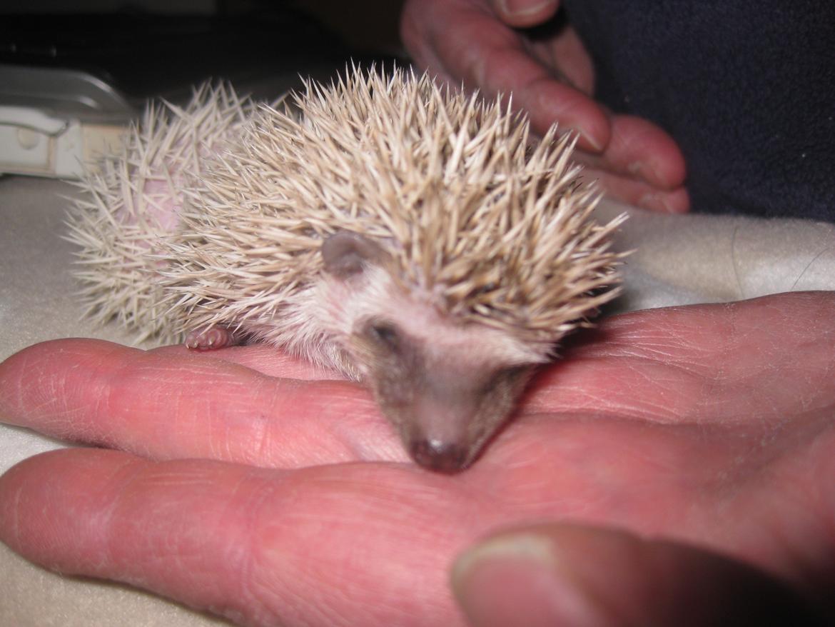 Pindsvin Sabbil's Aragorn billede 6