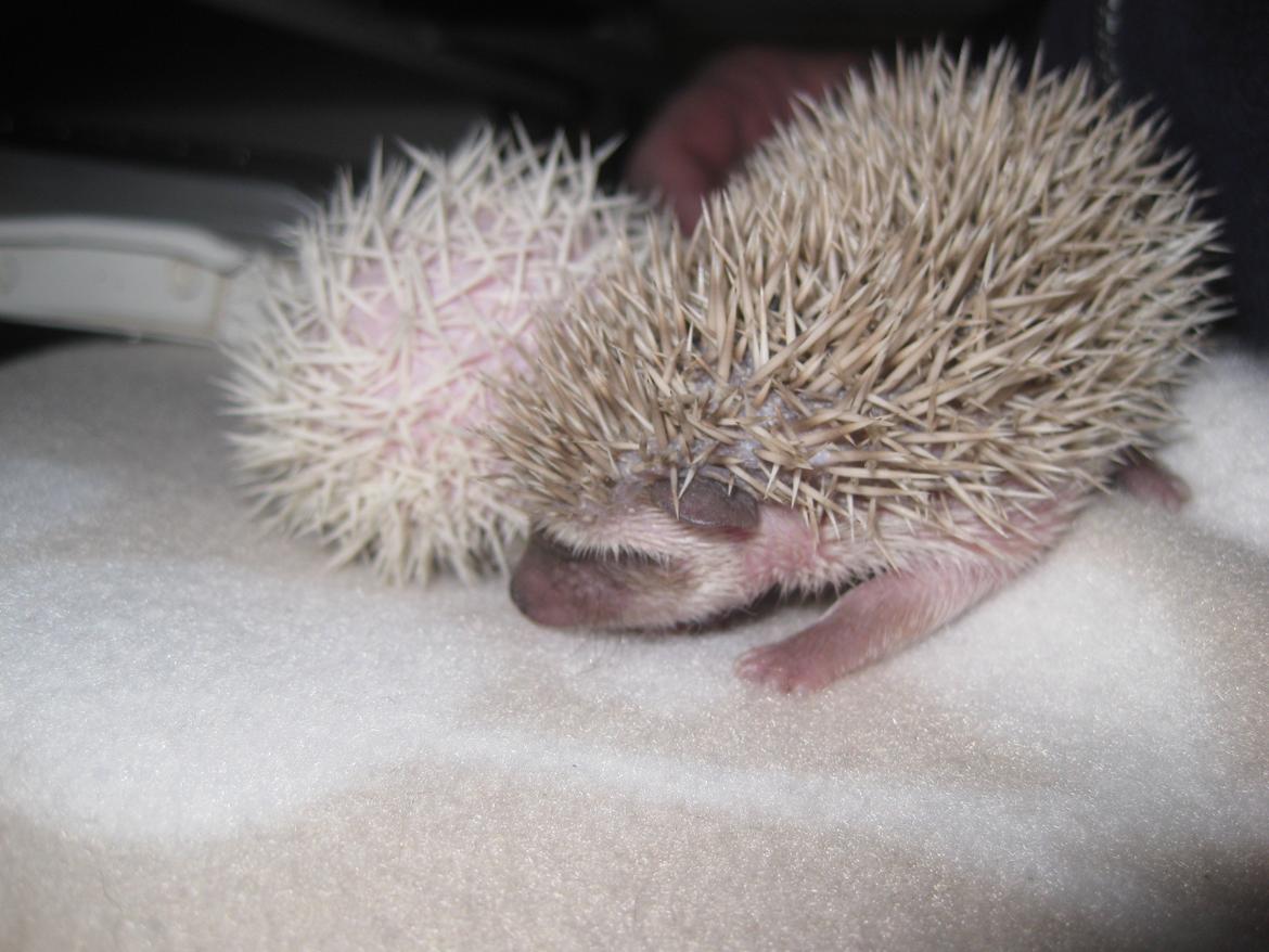 Pindsvin Sabbil's Aragorn billede 7