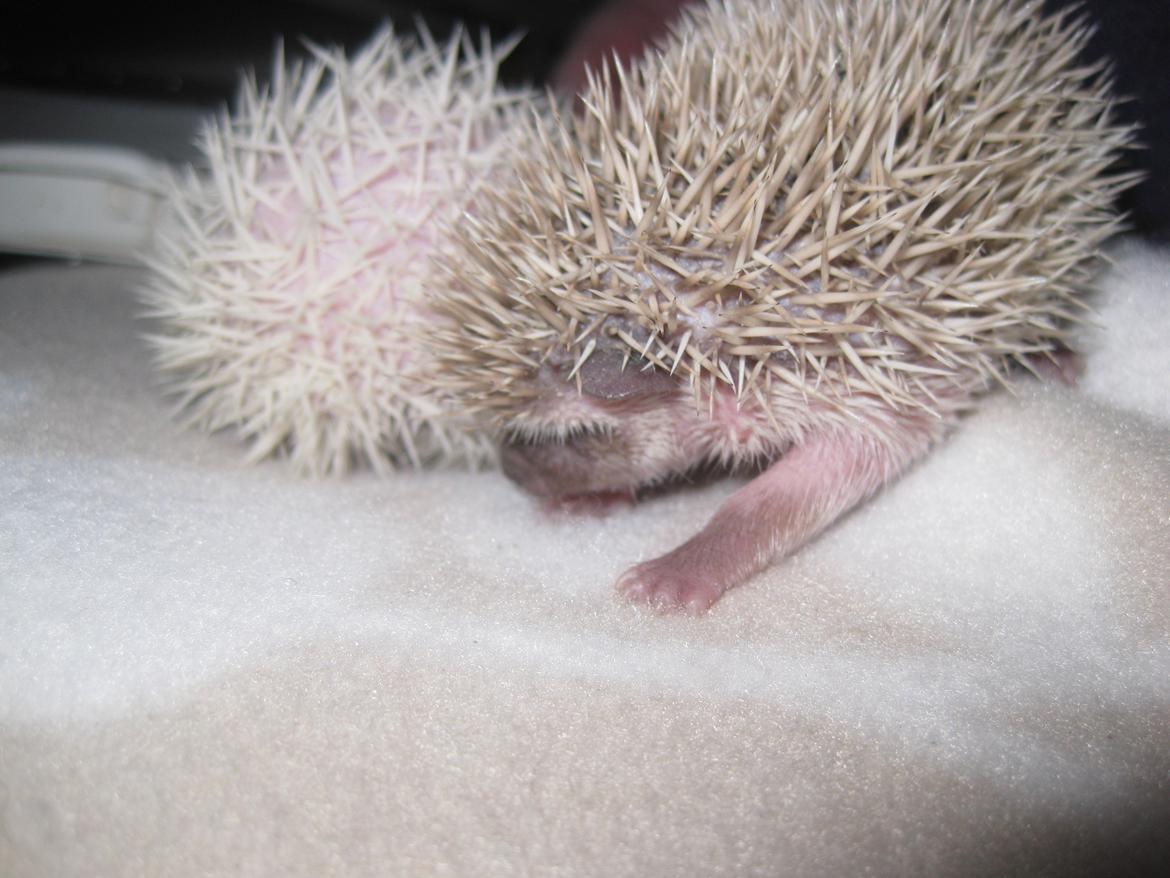 Pindsvin Sabbil's Aragorn billede 8