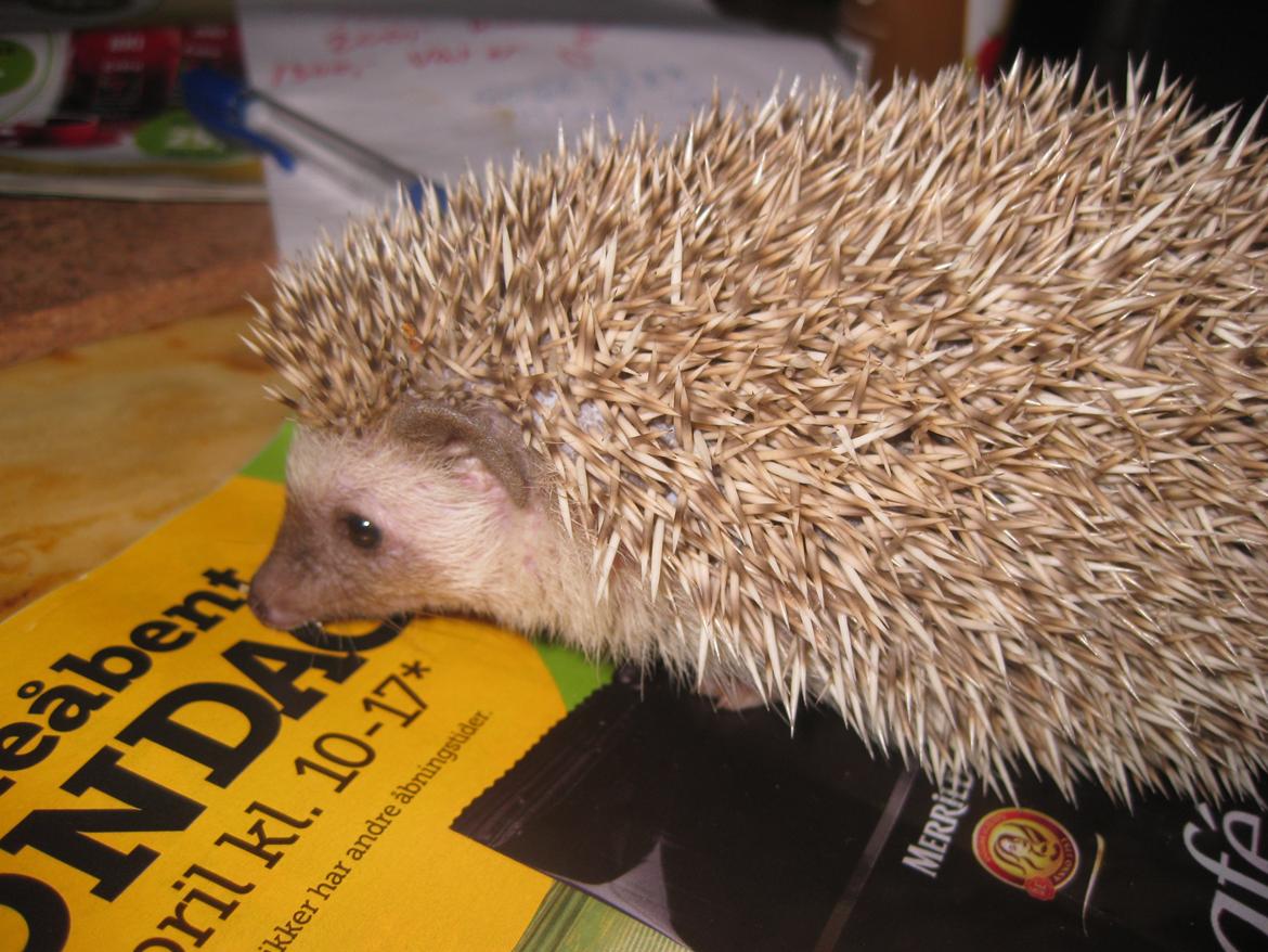 Pindsvin Sabbil's Aragorn billede 10