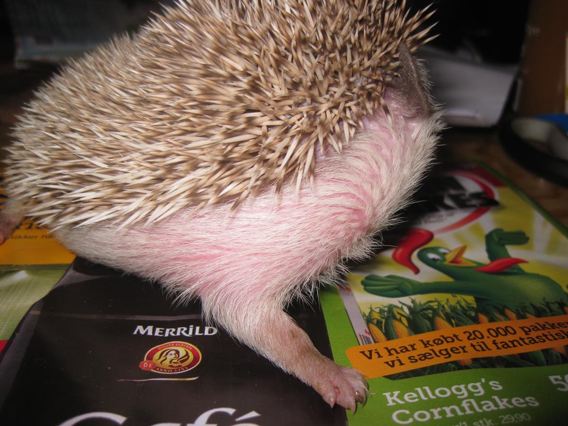 Pindsvin Sabbil's Aragorn billede 11