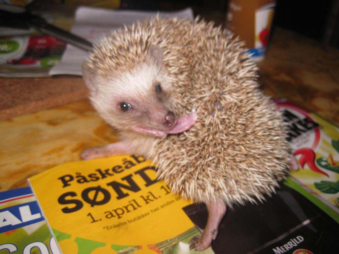 Pindsvin Sabbil's Aragorn billede 12