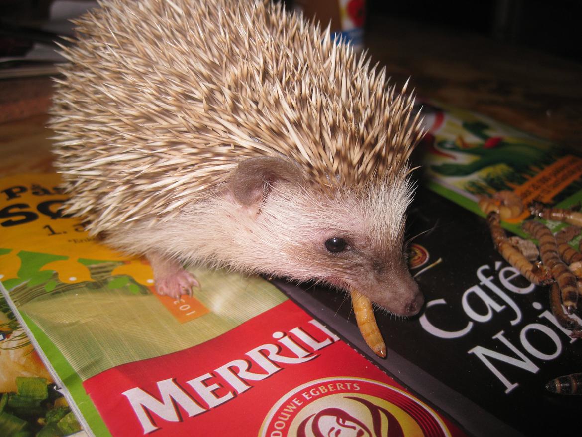 Pindsvin Sabbil's Aragorn billede 13