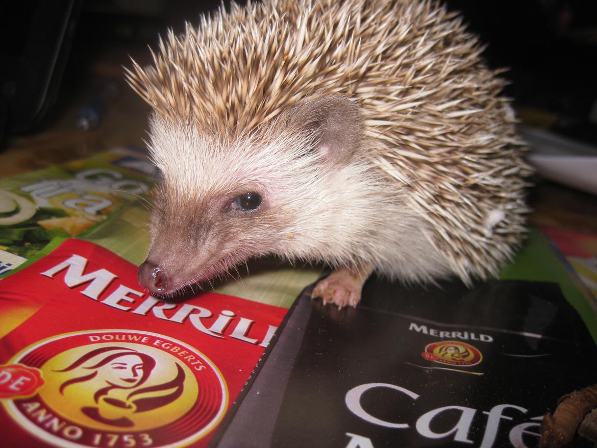 Pindsvin Sabbil's Aragorn billede 14