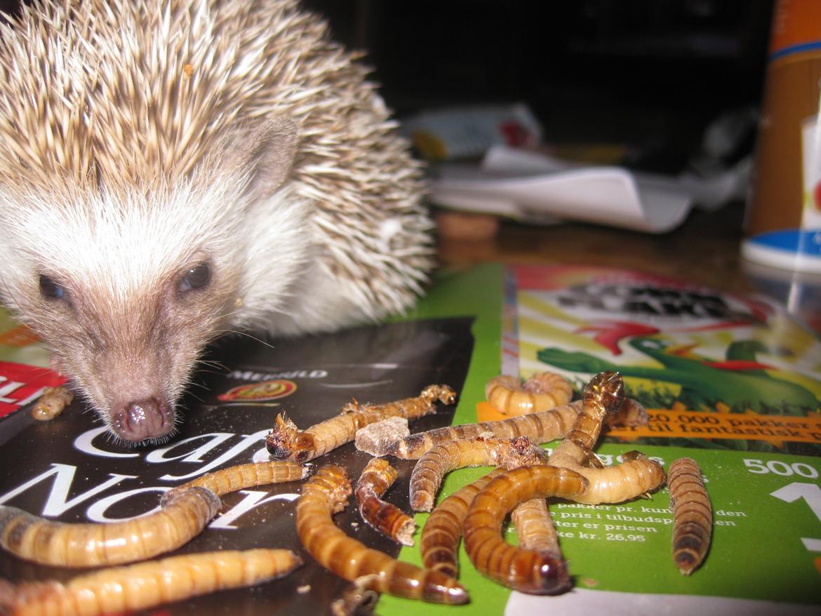 Pindsvin Sabbil's Aragorn billede 15