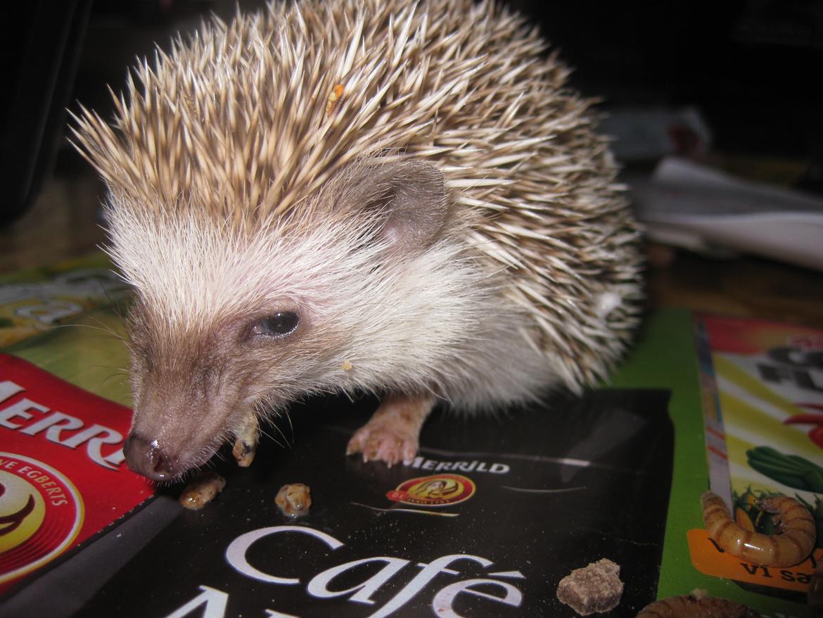 Pindsvin Sabbil's Aragorn billede 16