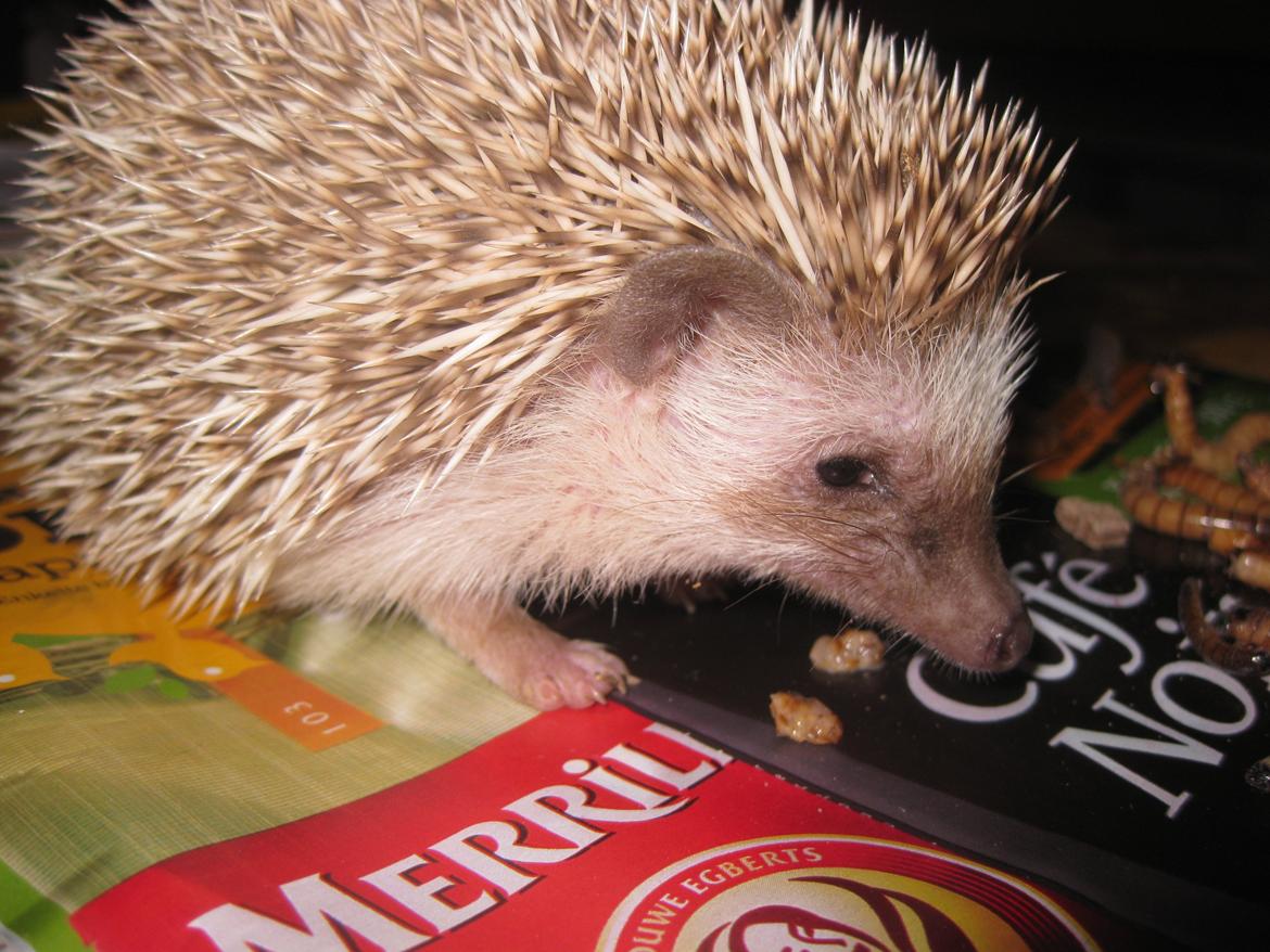 Pindsvin Sabbil's Aragorn billede 17