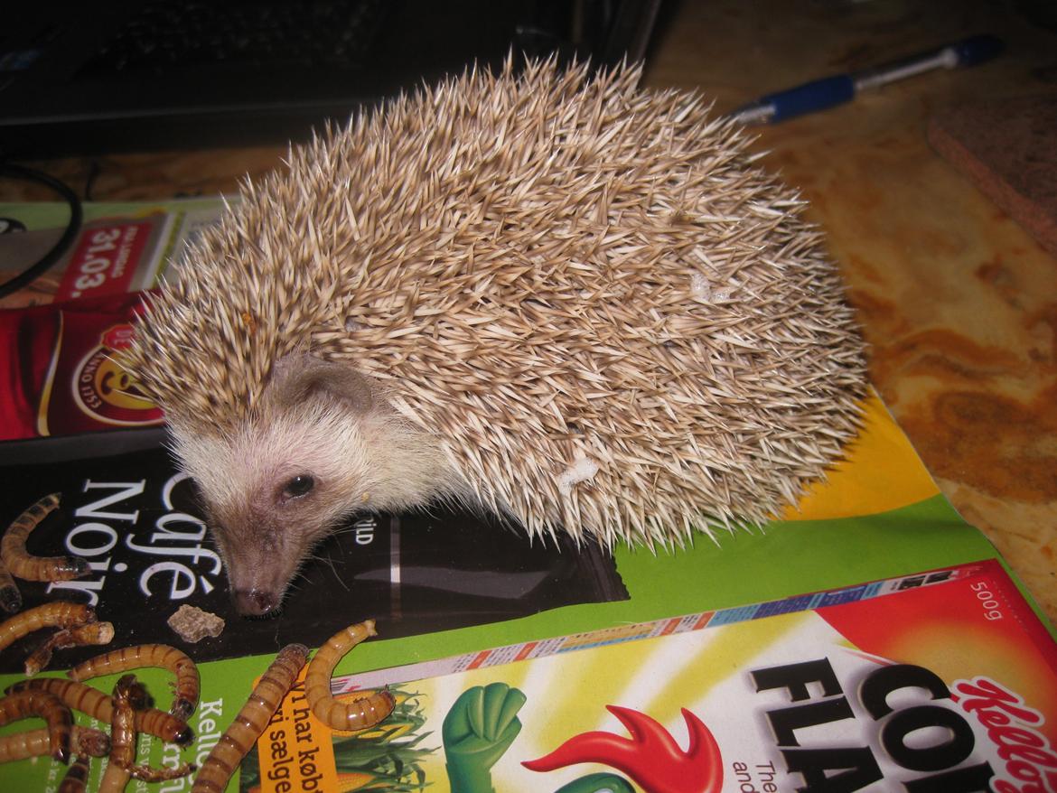 Pindsvin Sabbil's Aragorn billede 18