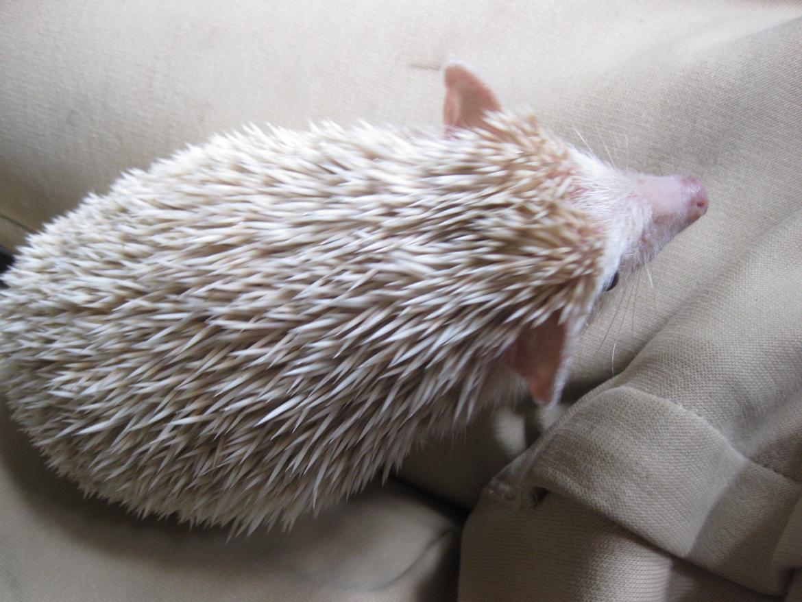 Pindsvin Juvel billede 8