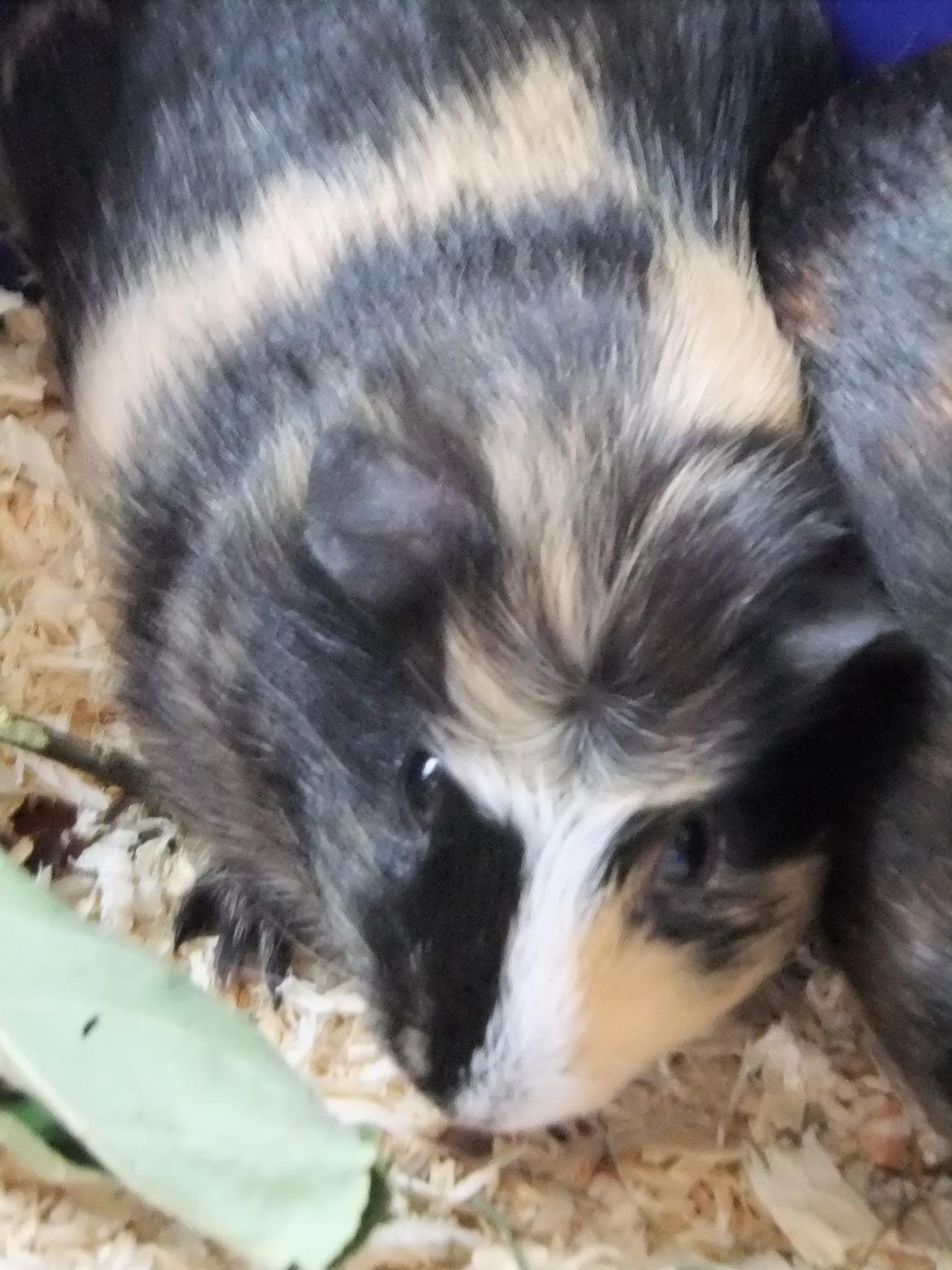 Marsvin Plet <3 billede 1