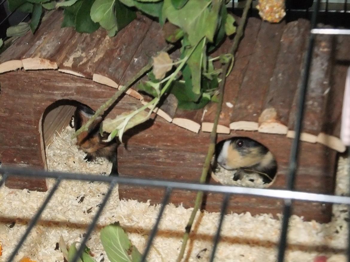 Marsvin Plet <3 billede 2